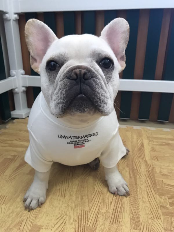 Maglia "Unwatermarked" per Bulldog Francese con Stampa Sul Dorso