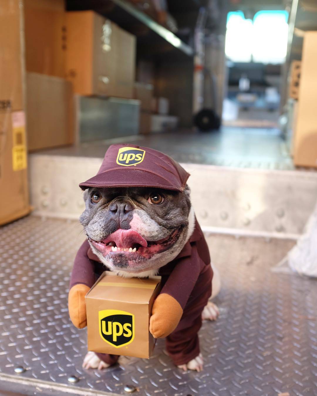 Costume per Cani "Corriere UPS" - Divertente, Comodo e Perfetto per Ogni Occasione!