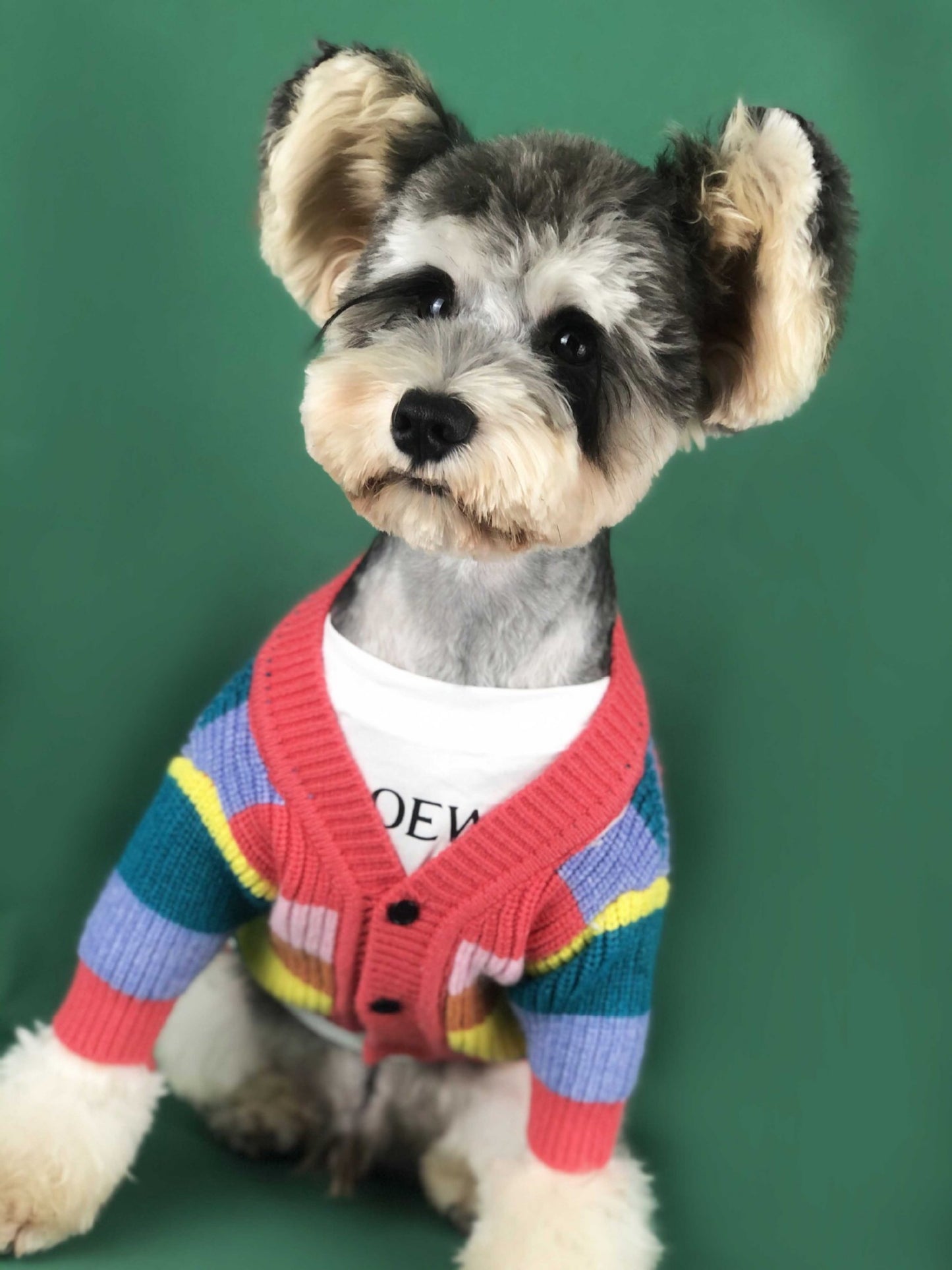 Maglione per Cani "Arcobaleno" – Morbido, Colorato e Super Trendy