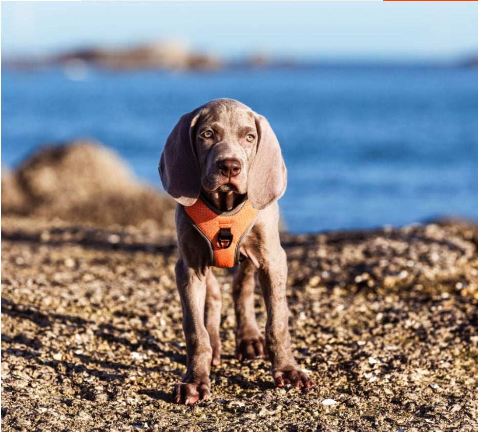 Pettorina Imbottita per Cani "Comfort Safe" - Dog Moda