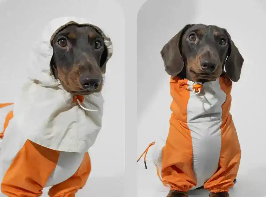 Impermeabile per Bassotto - Protezione Totale 4 Zampe Antipioggia by Dog Moda