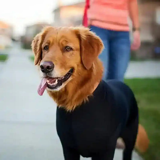 Tuta Elasticizzata Anti-Pelo per Cani Taglia Grande by Dog Moda