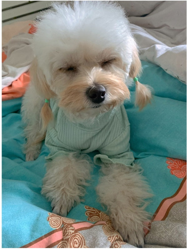 Maglietta per Cani Modello "Lilly" a Righe – Leggera, Traspirante ed Elasticizzata - Dog Moda