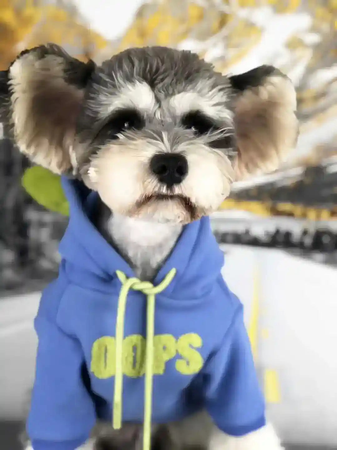 Felpa Cani Oops con Cappuccio e Orecchie - Cotone Caldo by Dog Moda