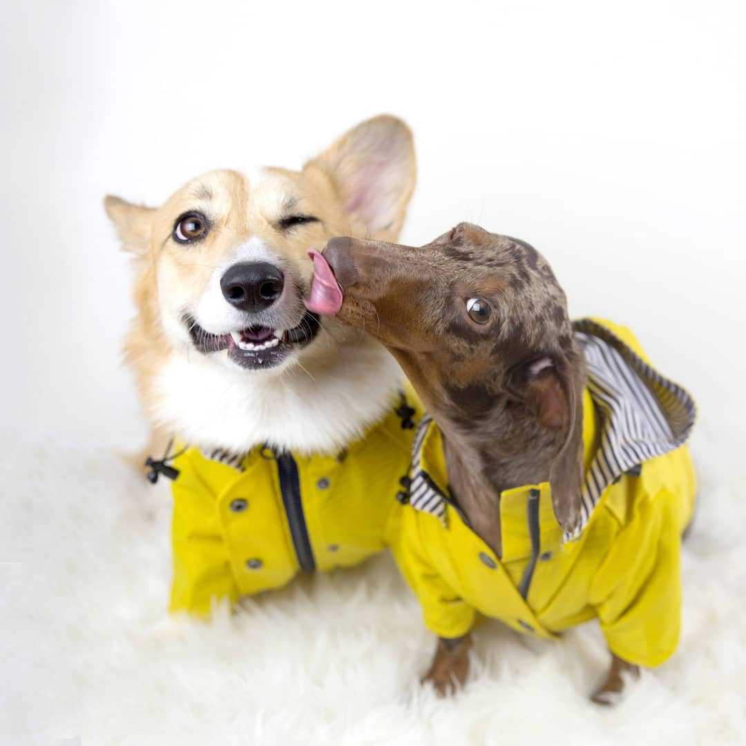 Raincoat for dogs and Dachshund "Hilo"