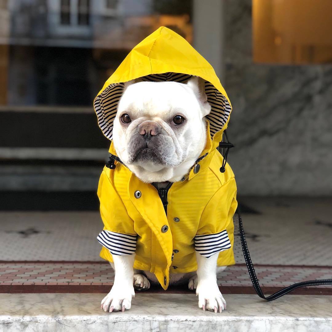 Raincoat for dogs and Dachshund "Hilo"