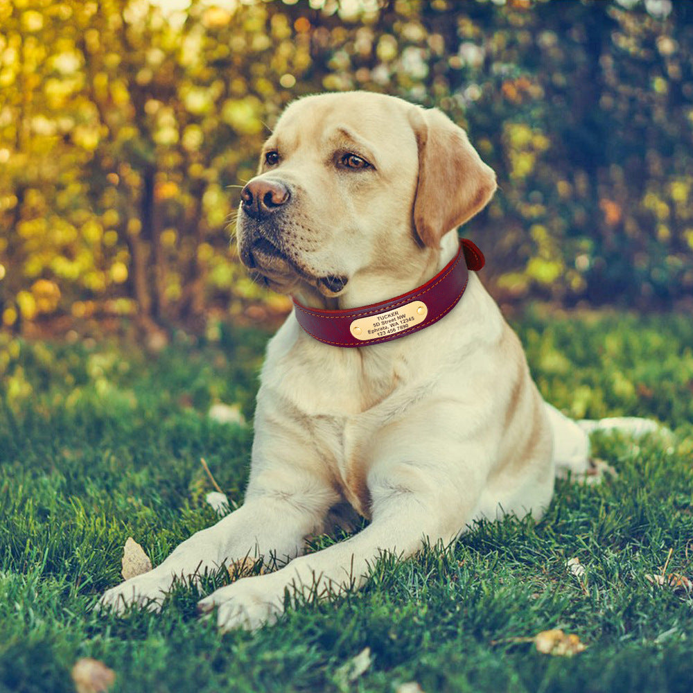 Collare in Cuoio Personalizzato con Targhetta per Cani Medi e Grandi