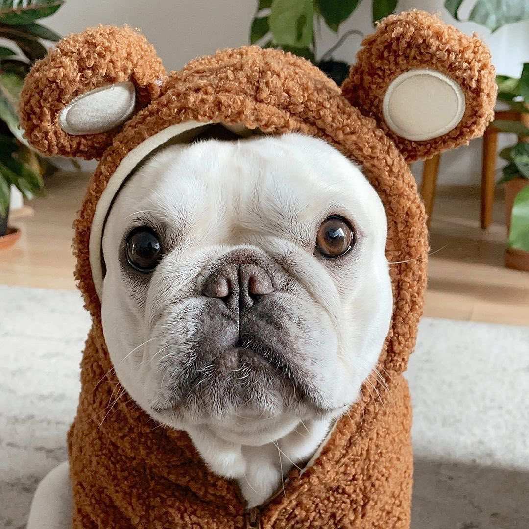 Fleece Dog Sweatshirt with Hood and Ears Soft and Warm