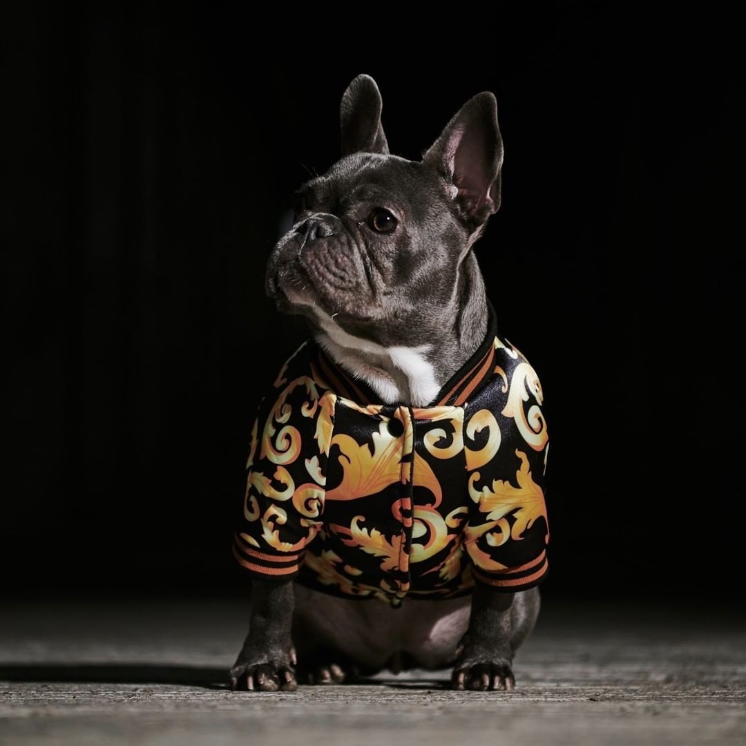 Giacca Antivento per Cani Stile Versace "The King" – Eleganza e Protezione per il Tuo Amico a Quattro Zampe