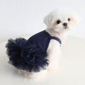 Small white dog wearing a navy blue tutu dress sitting on a white surface