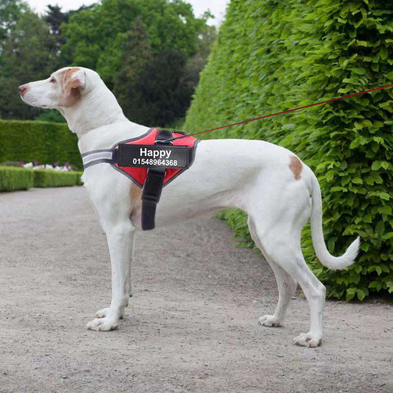 Pettorina per Cani Personalizzabile