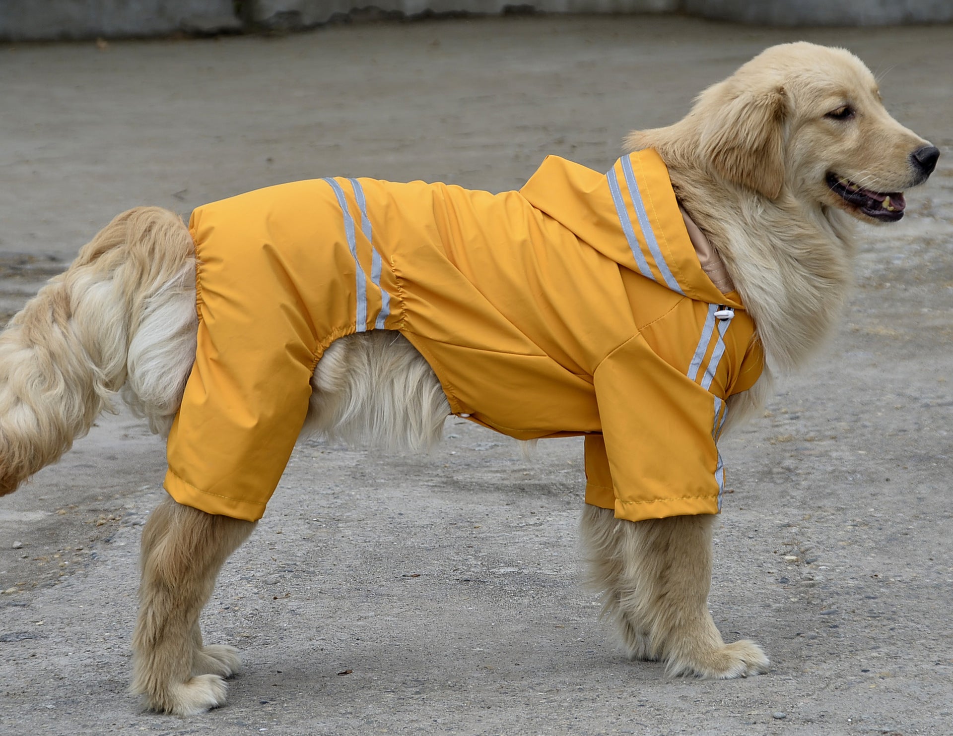 "Thunder" Large Dog Raincoat - Ultimate Protection for Four-Legged Giants