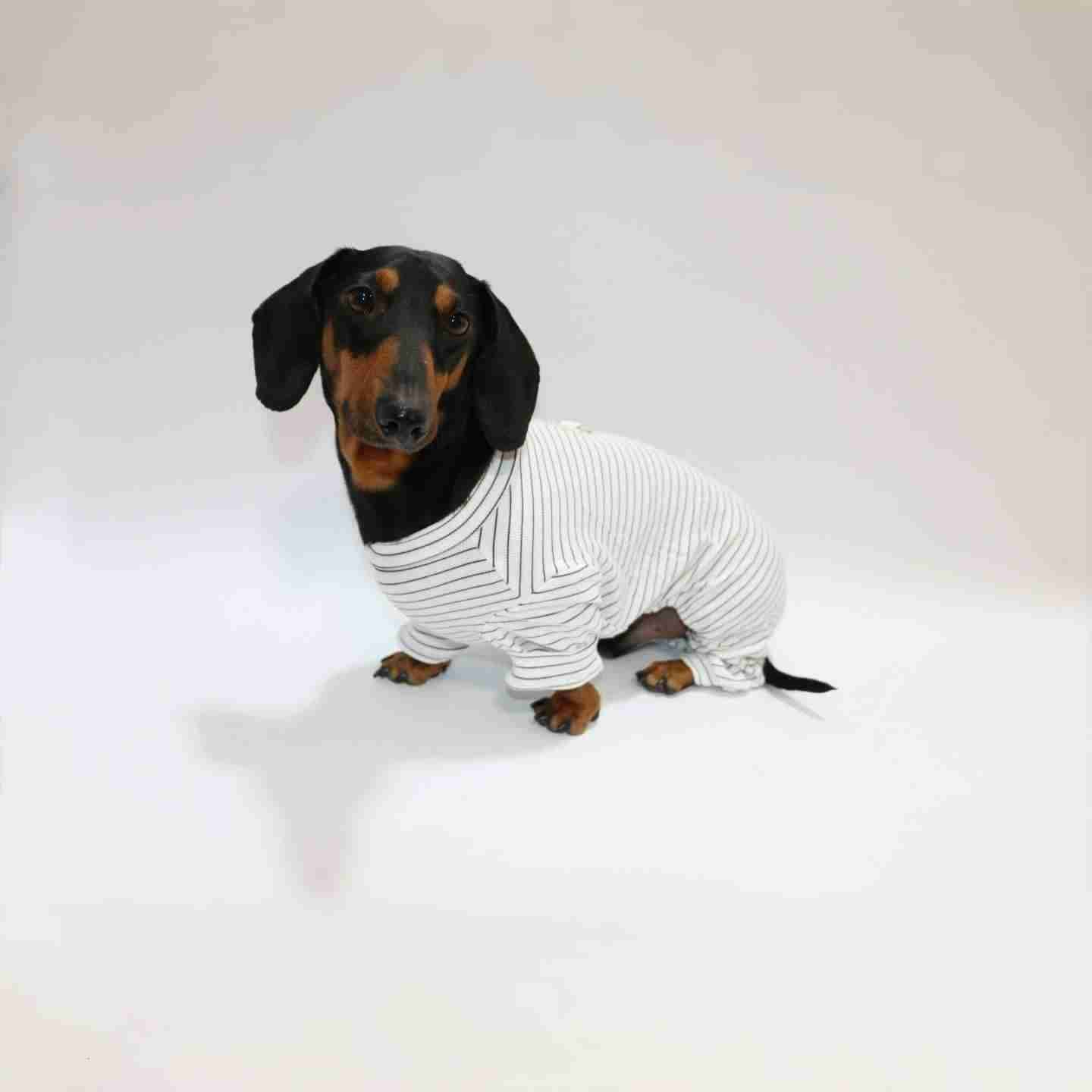 Tutina Bassotto a Righe - Copertura 4 Zampe per Corpi Allungati by Dog Moda
