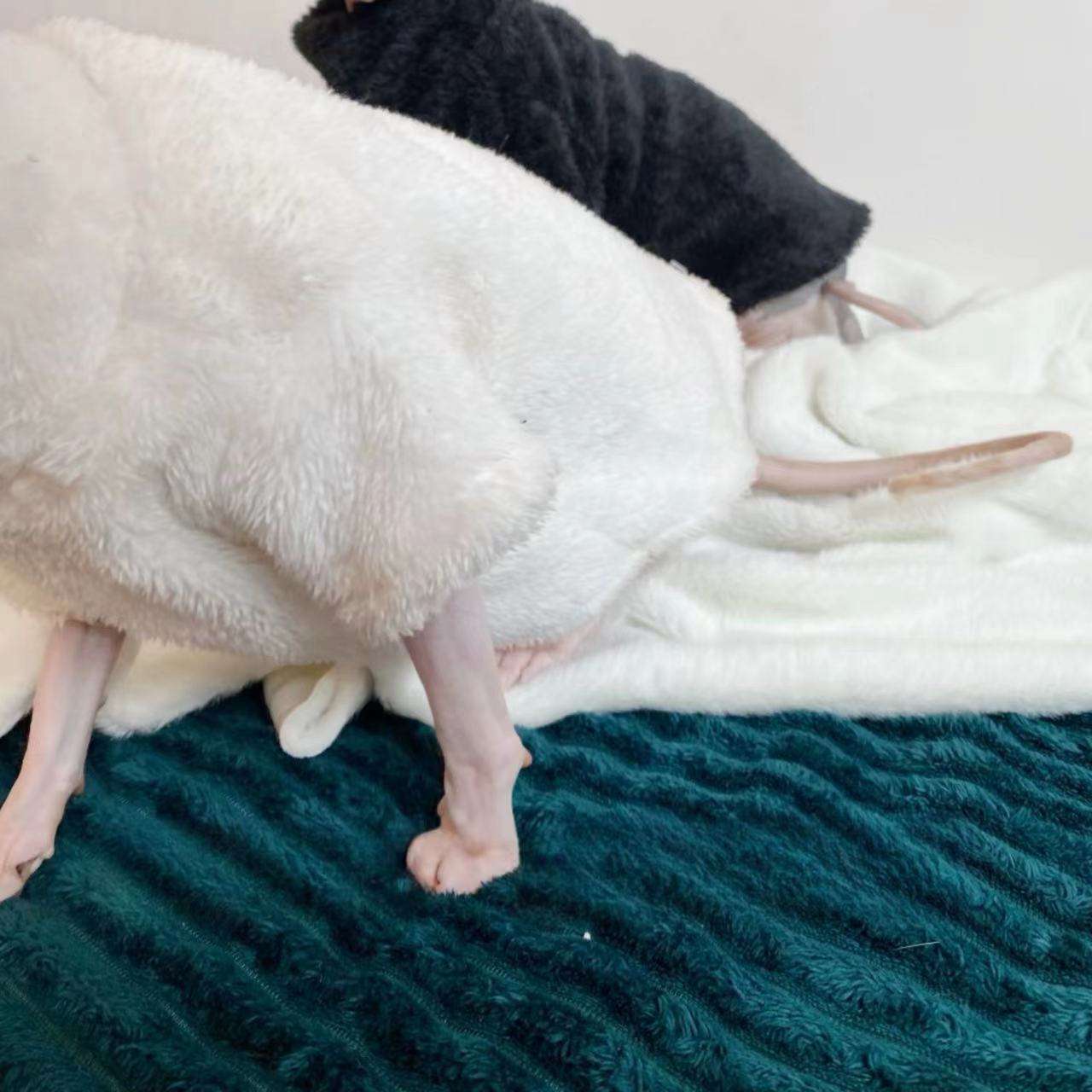 Pile Invernale per Gatti – Giacca Calda in Peluche Bianco o Nero