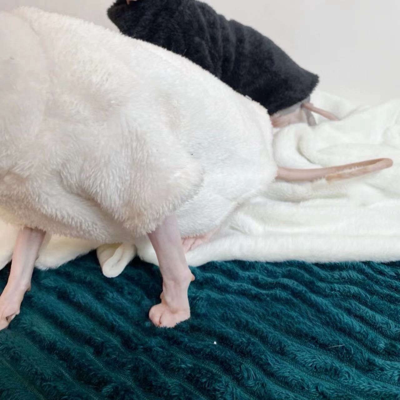 Pile Invernale per Gatti – Giacca Calda in Peluche Bianco o Nero
