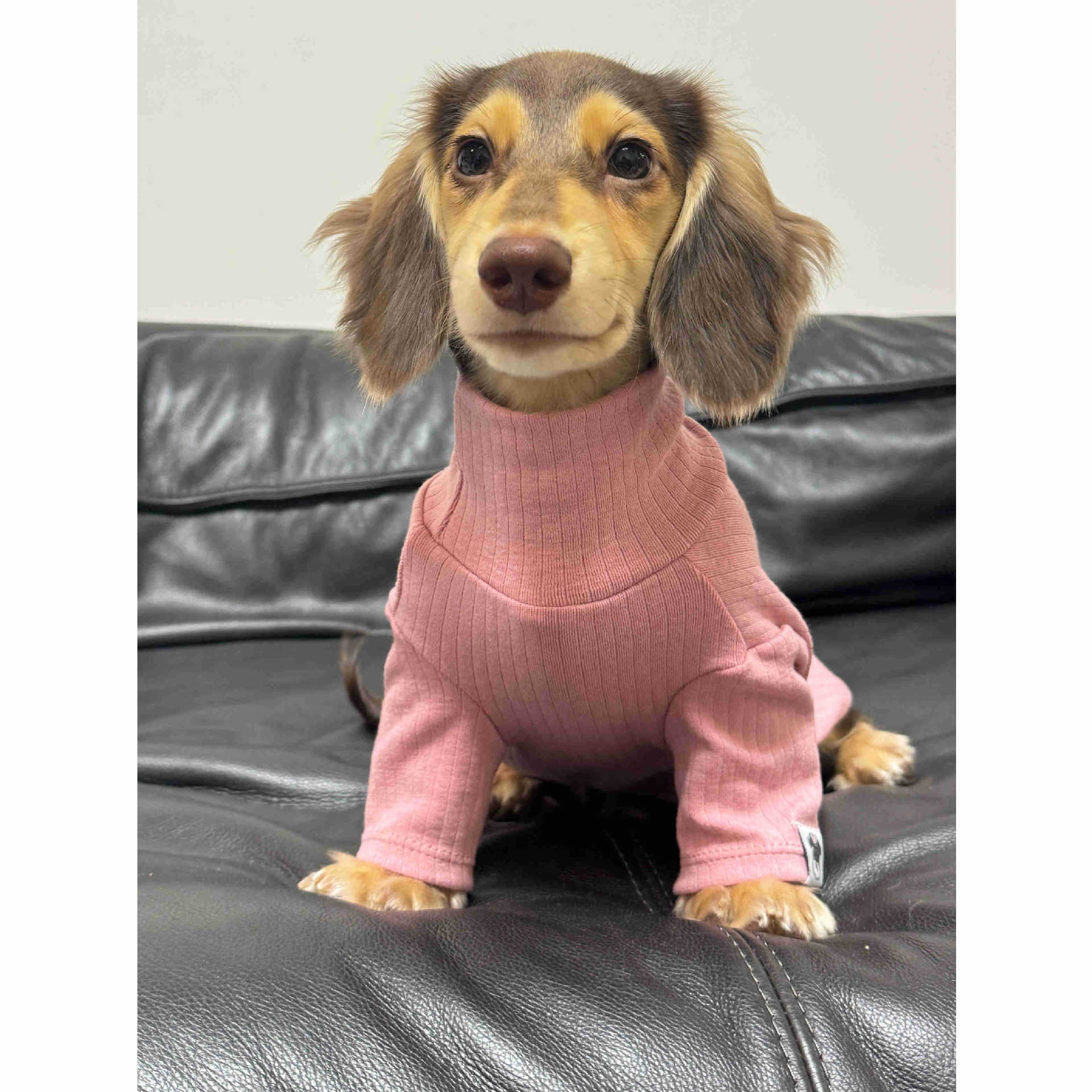 Jersey de Cuello Alto para Perros y Gatos - Algodón Suave Insta-Style