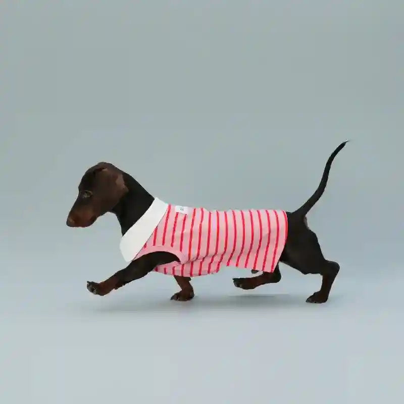 Maglia Polo per Cani Rosa - Colletto Bianco | Dogmoda by Dog Moda