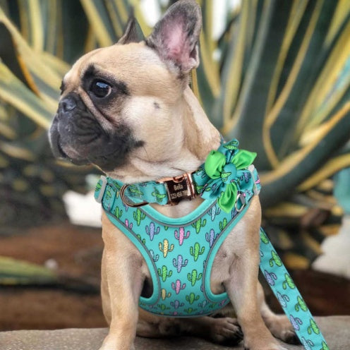 Complete Set of Leash, Collar and Harness "Cuba"