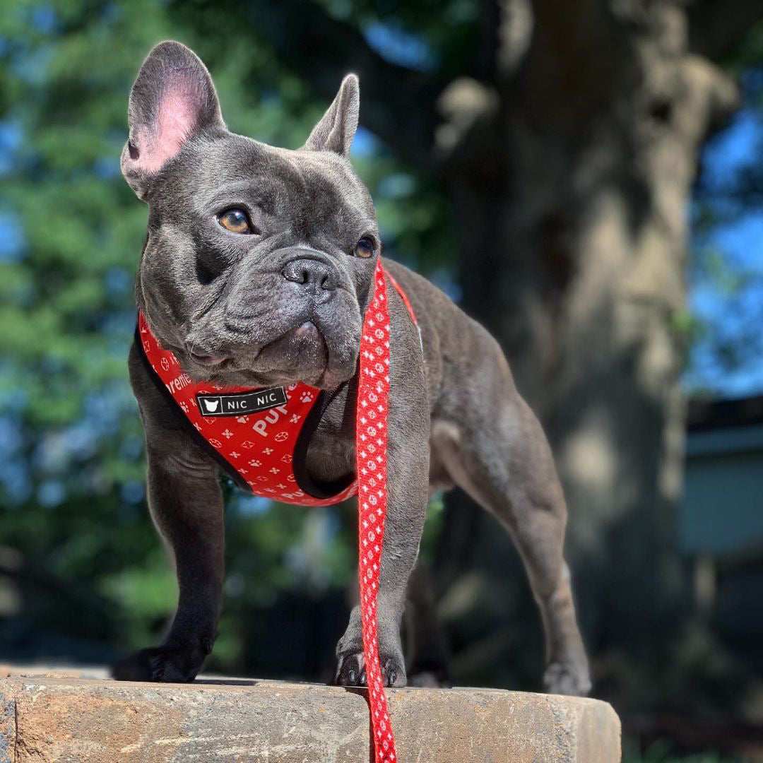 Red Pupreme Dog Harness and Leash Set "NicNic"