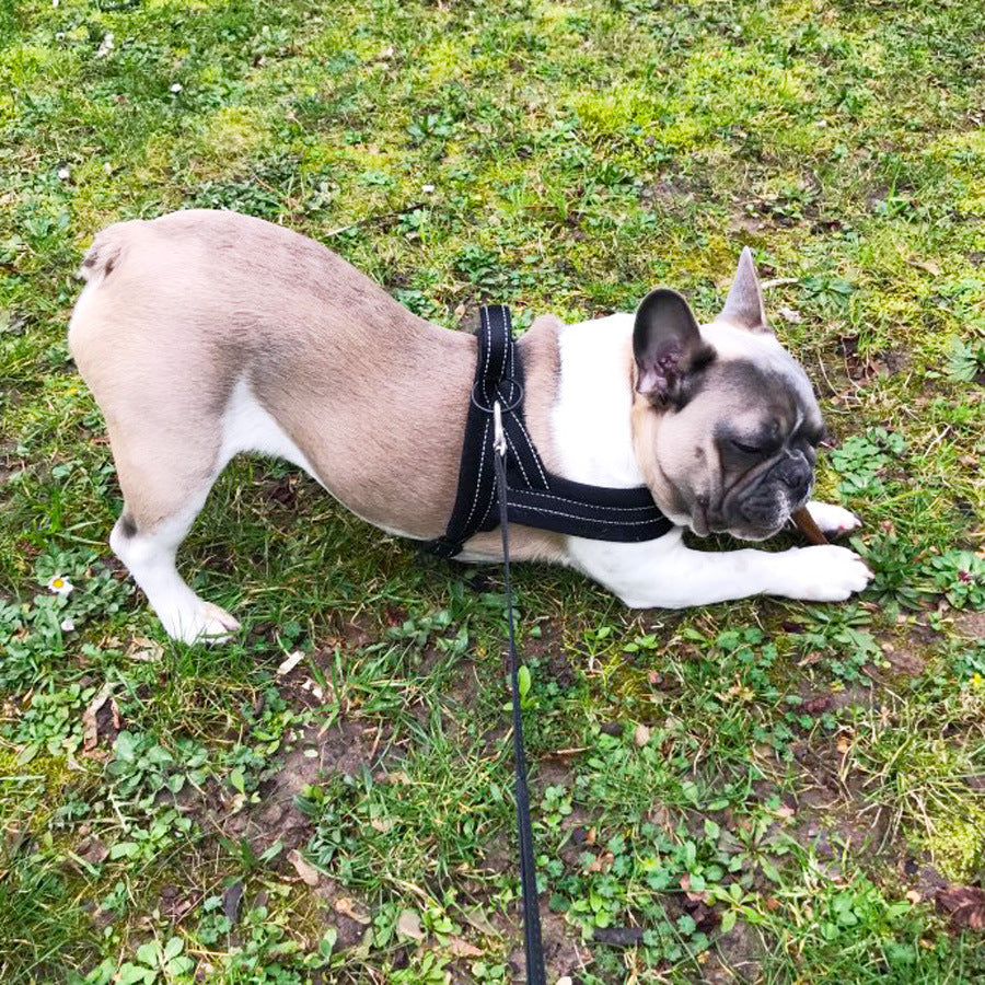 Norwegian Padded Dog Harness - DogFod