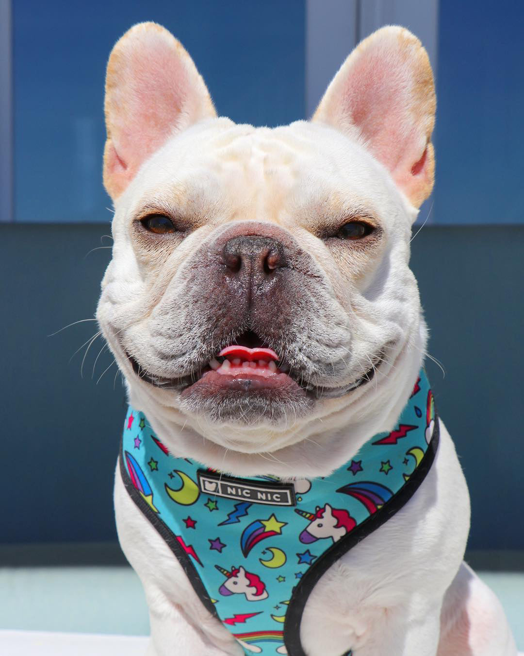 Harness and leash with unique "NicNic" patterns