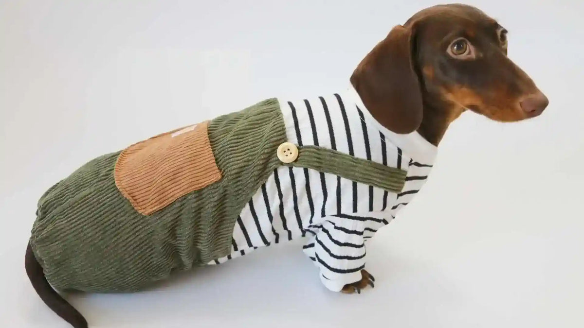 Tuta per Bassotto a righe con bretelle – Moda casual by Dog Moda