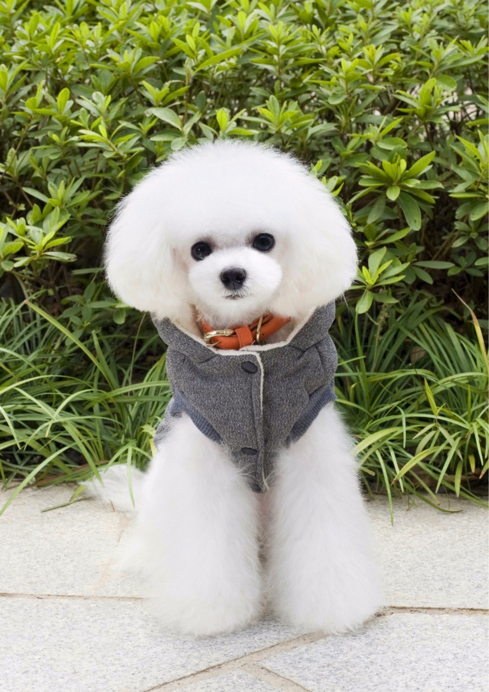 Mustache Dog Coat with Hood - Warm Padded