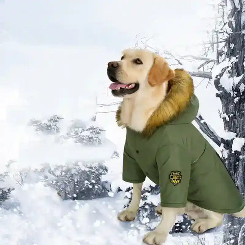 Golden retriever dog wearing green winter coat with fur hood sitting in snowy forest