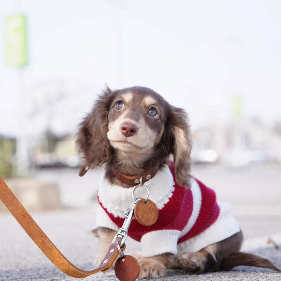 Maglioncino a Righe Bianche e Rosse per Cani – Adatto al Bassotto e Non Solo - Dog Moda