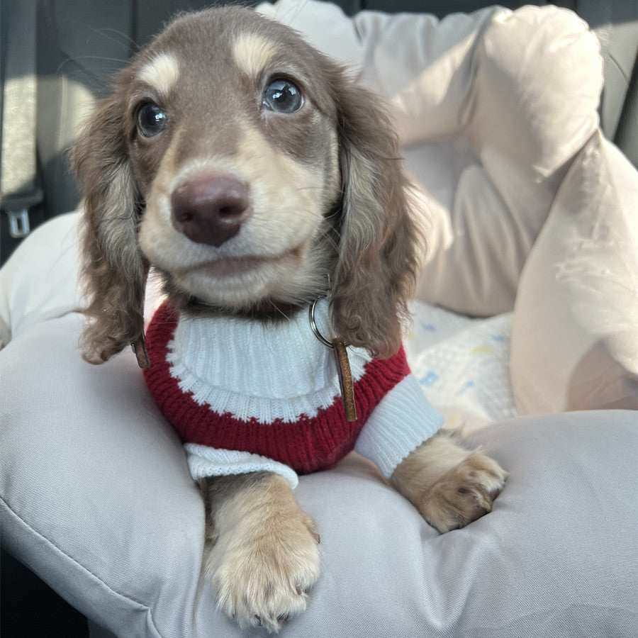 Maglioncino a Righe Bianche e Rosse per Cani – Adatto al Bassotto e Non Solo - Dog Moda