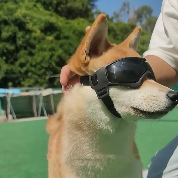 UV Protective Dog Glasses – Sun Protection and Style for Your Four-Legged Friend