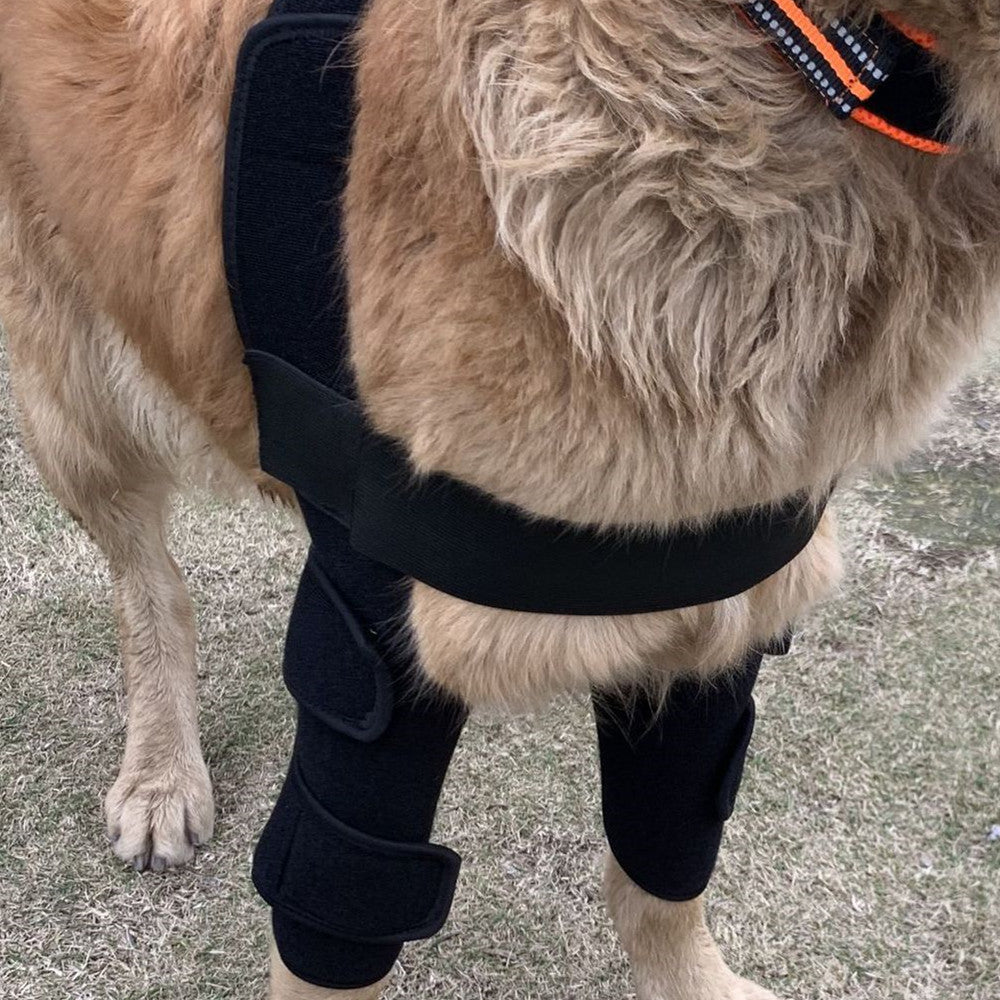 Dog front leg brace