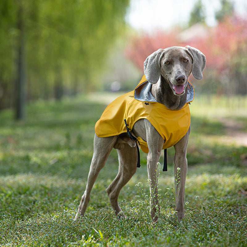 Raincoat "Portland" for Weimaraner: comfort and protection for rainy days