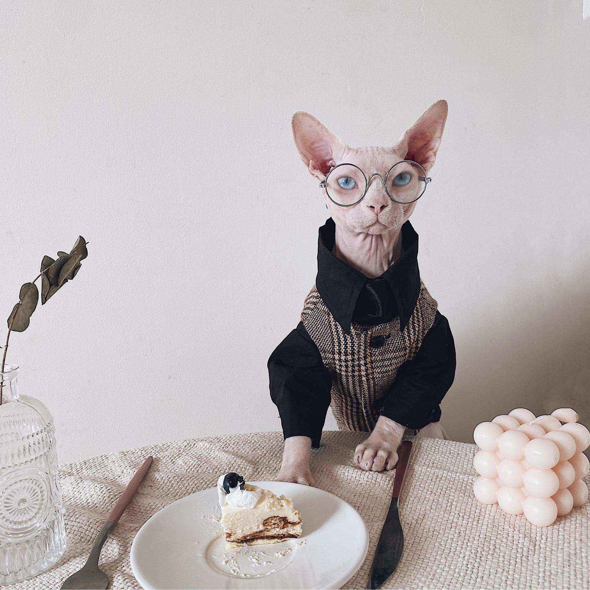 Vestito Elegante per Gatti Sphynx | Completo Giacca e Cravatta | Dogmoda