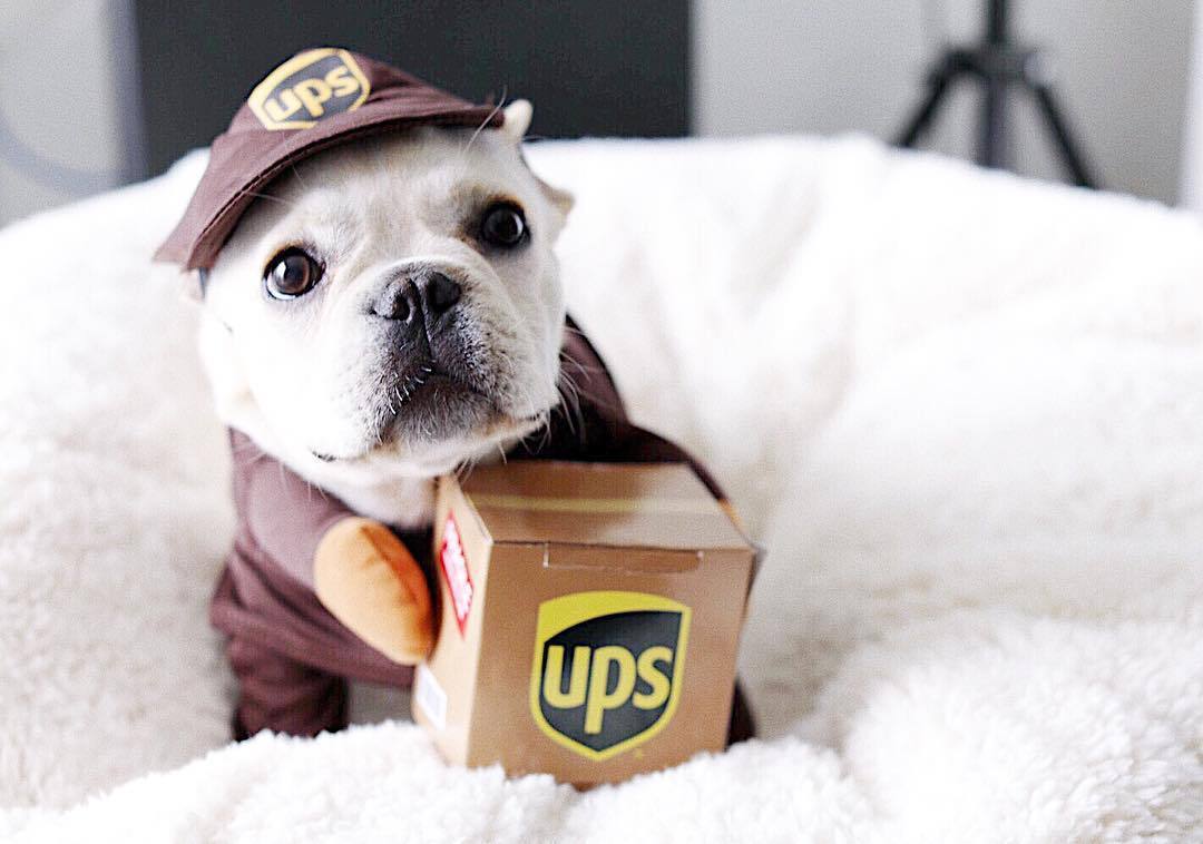 Costume per Cani "Corriere UPS" - Divertente, Comodo e Perfetto per Ogni Occasione!