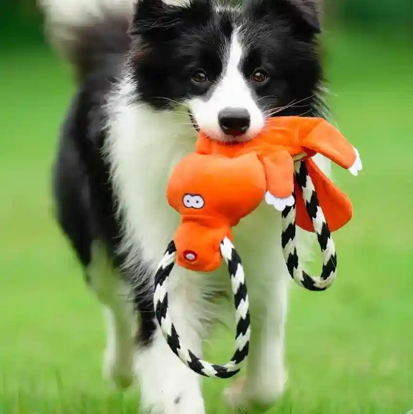 カモノハシのロープおもちゃ 犬用 - 丈夫な綱引き用