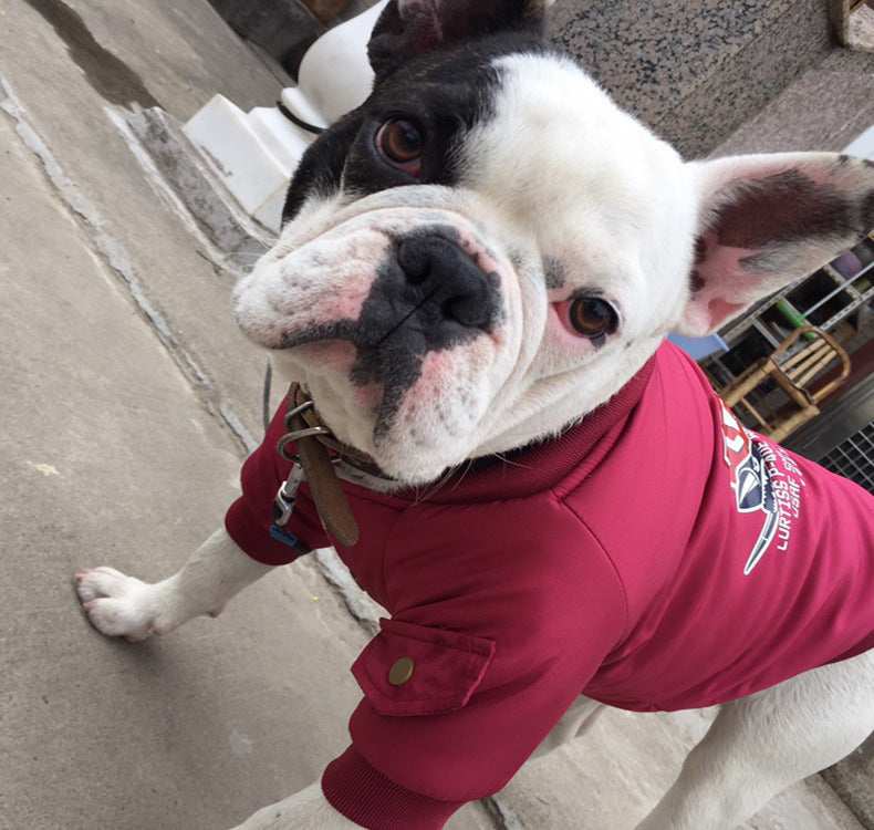 "Fly High" Dog Coat Padded with Fleece and Buttons | DogModa