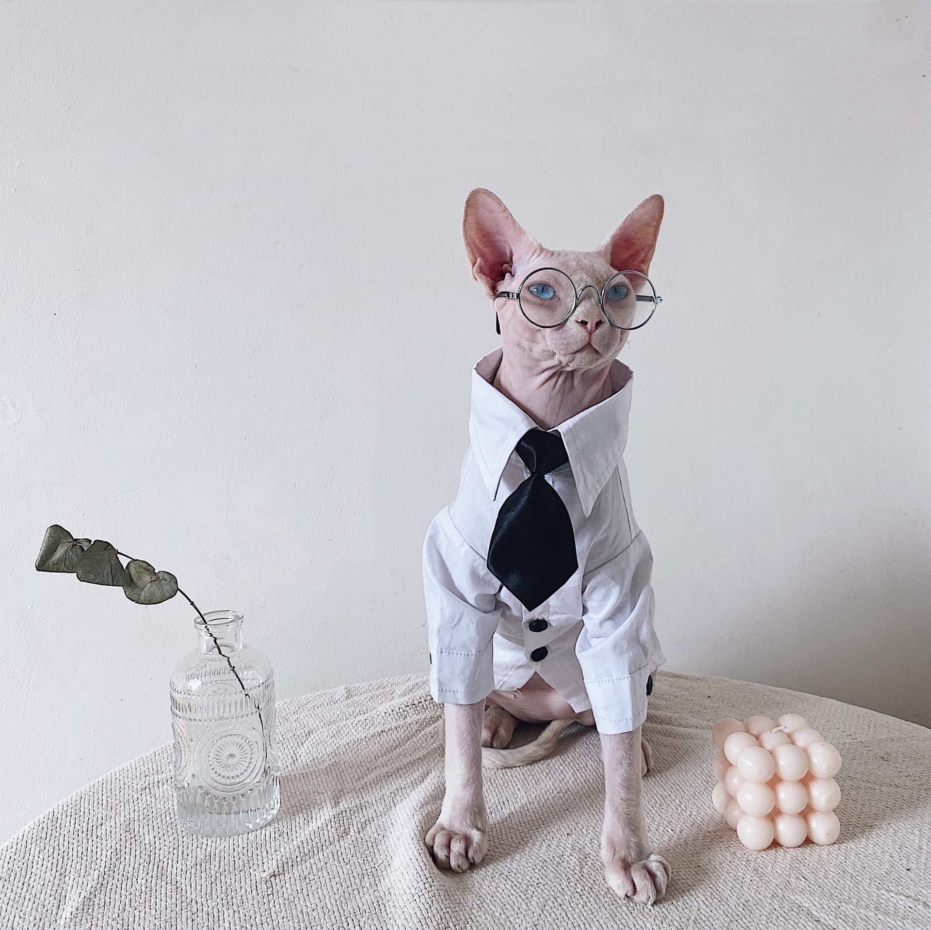 Vestito Elegante per Gatti Sphynx | Completo Giacca e Cravatta | Dogmoda
