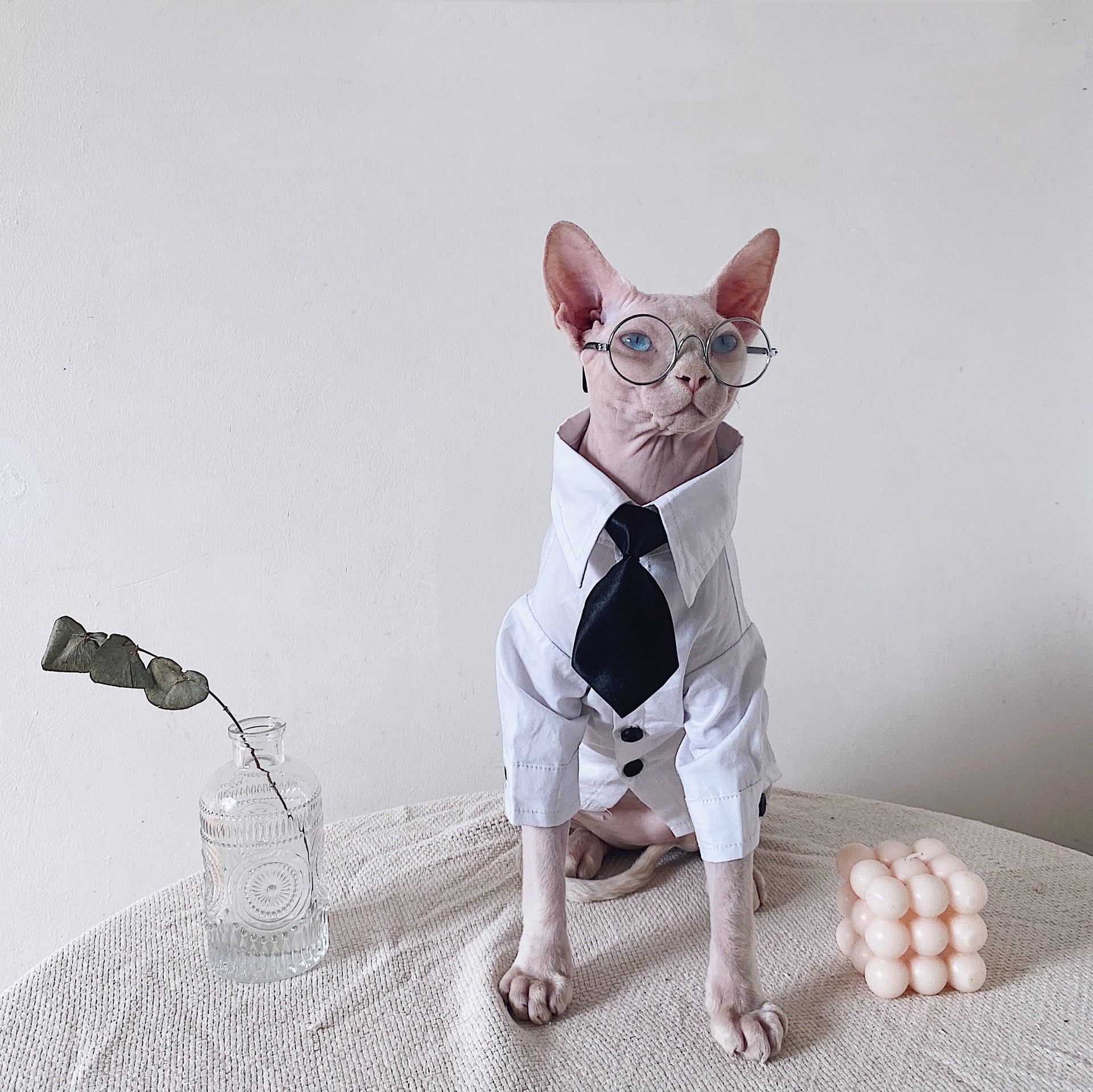 Vestito Elegante per Gatti Sphynx | Completo Giacca e Cravatta | Dogmoda