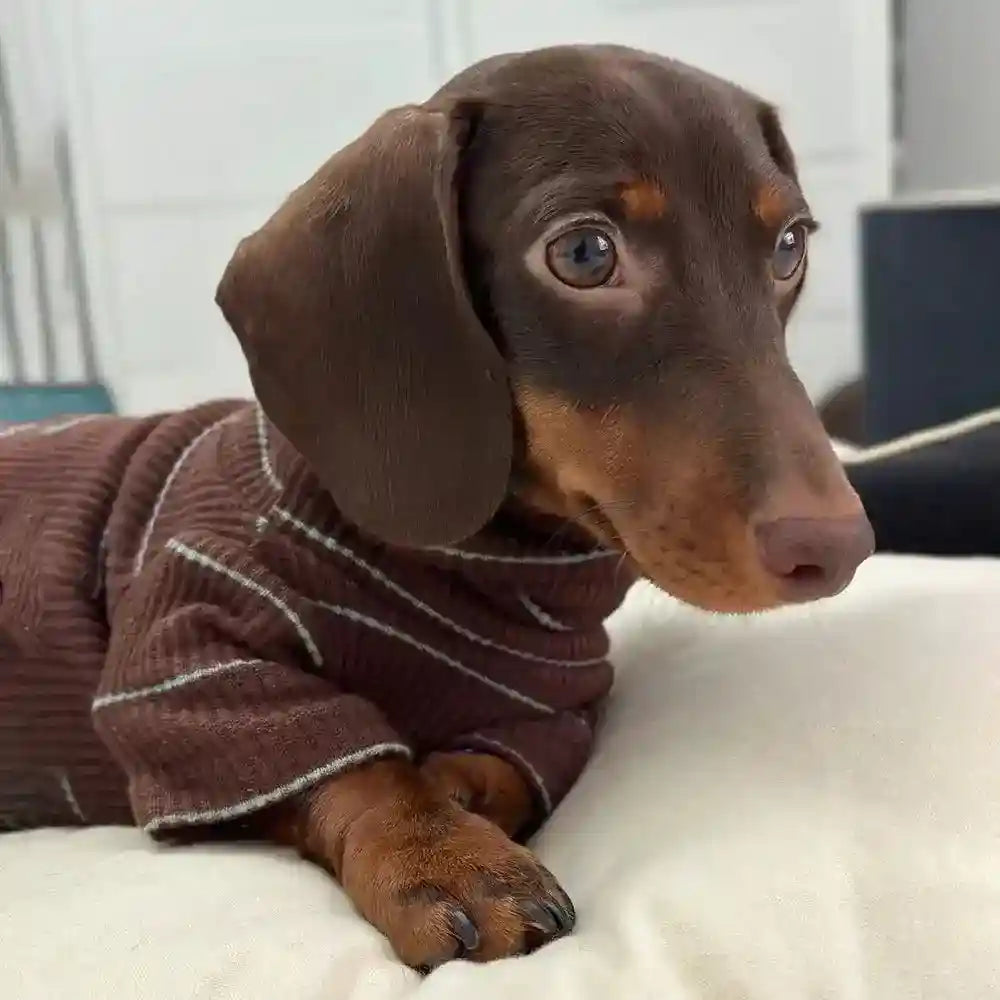 Maglia Bassotto Cani Gatti - Righe Marrone Due Zampe by Dog Moda