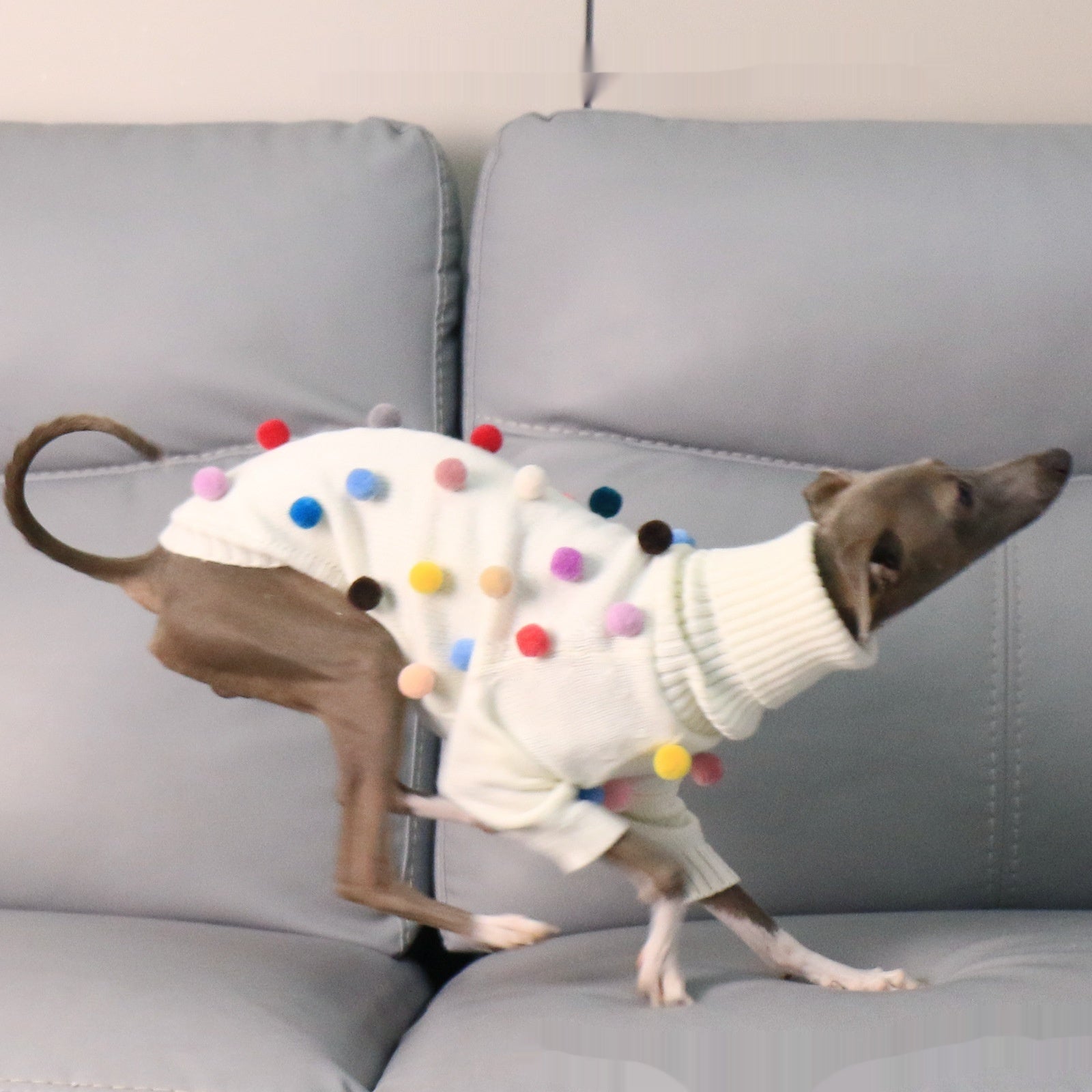Maglione per Cani Arlecchino Bianco con Pon Pon Colorati