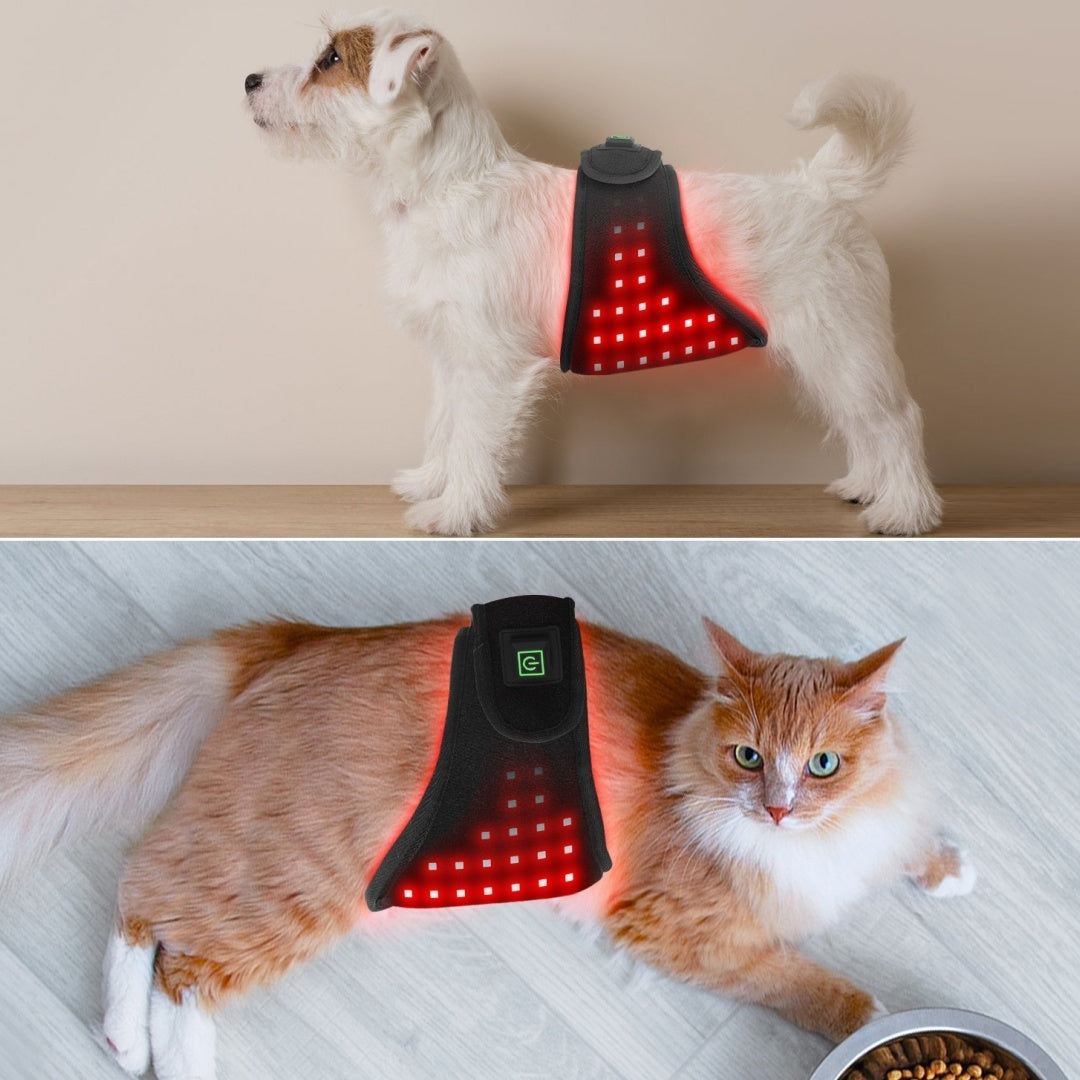 Fascia Fisioterapica LED Rosso Cani Gatti Ricaricabile