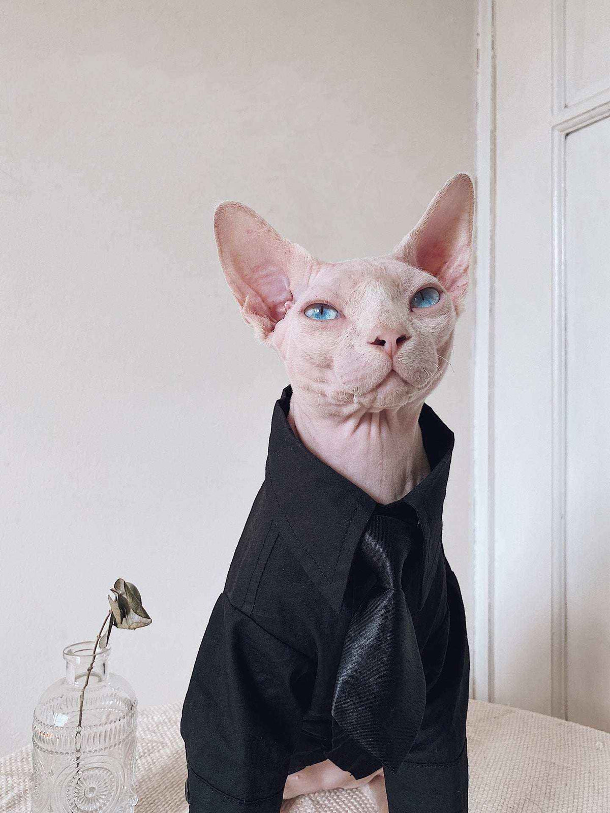 Vestito Elegante per Gatti Sphynx | Completo Giacca e Cravatta | Dogmoda