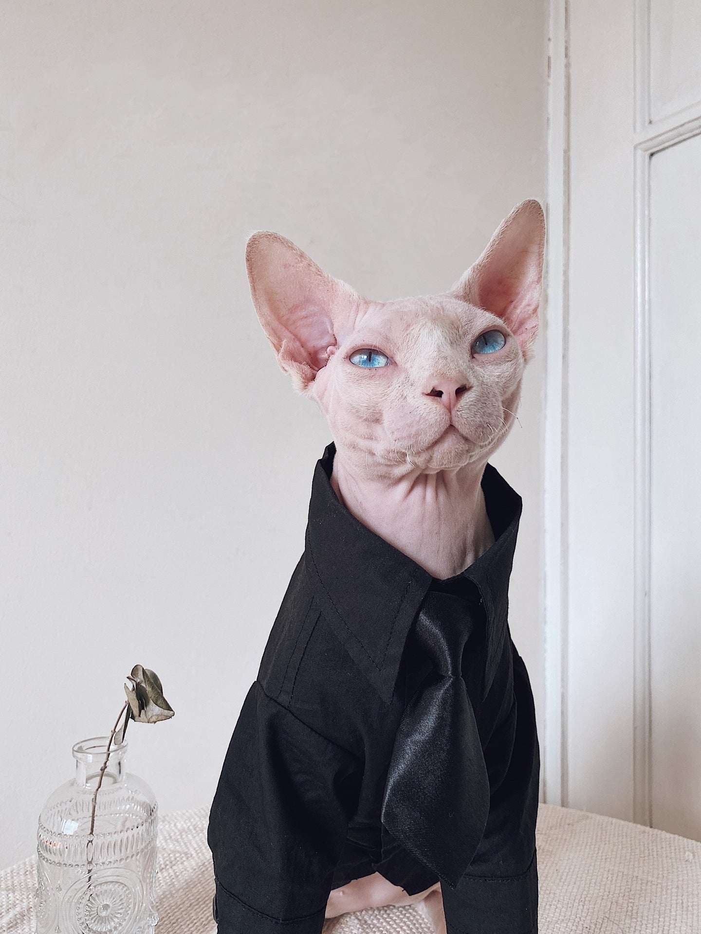 Vestito Elegante per Gatti Sphynx | Completo Giacca e Cravatta | Dogmoda