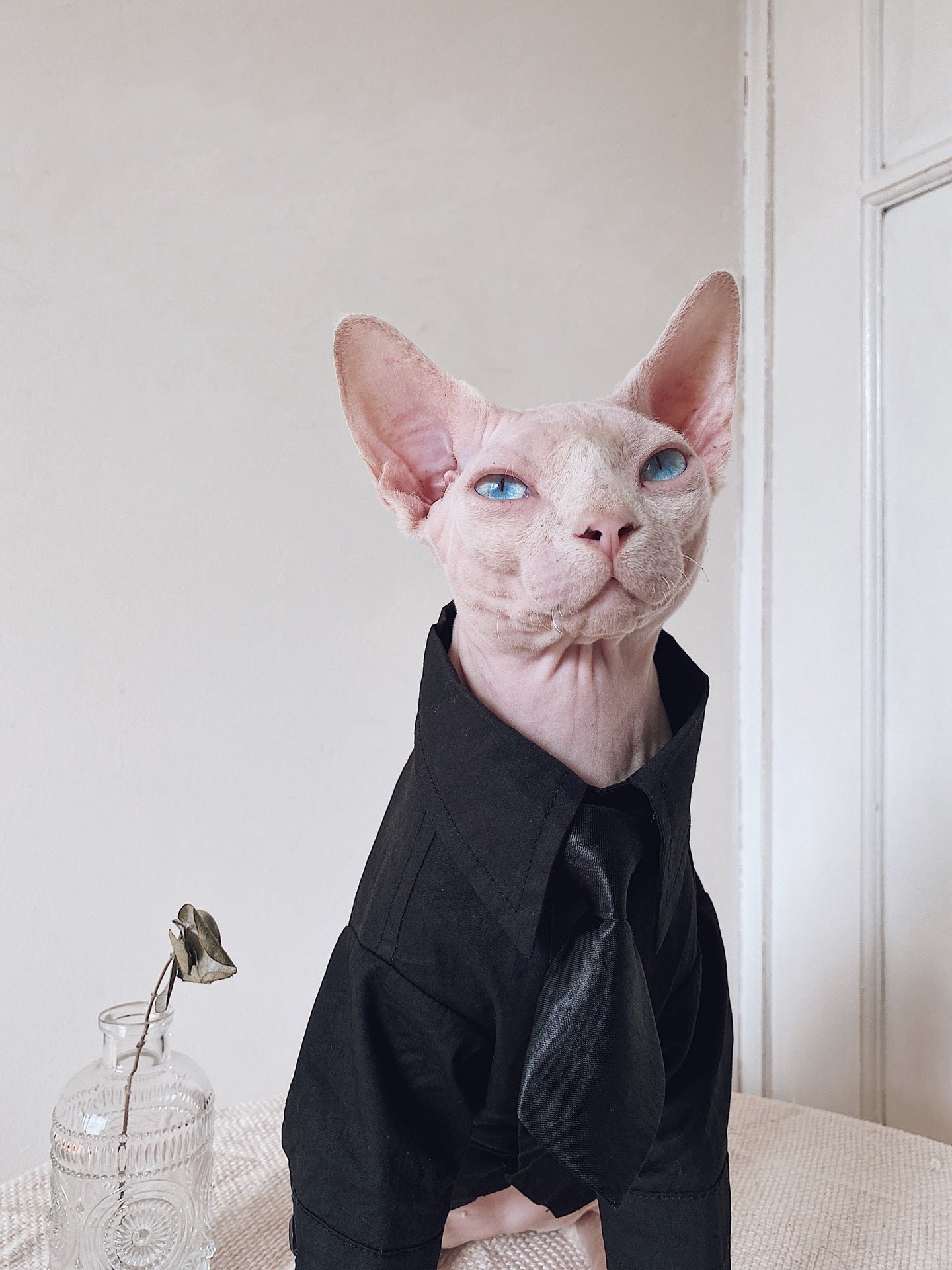 Vestito Elegante per Gatti Sphynx | Completo Giacca e Cravatta | Dogmoda