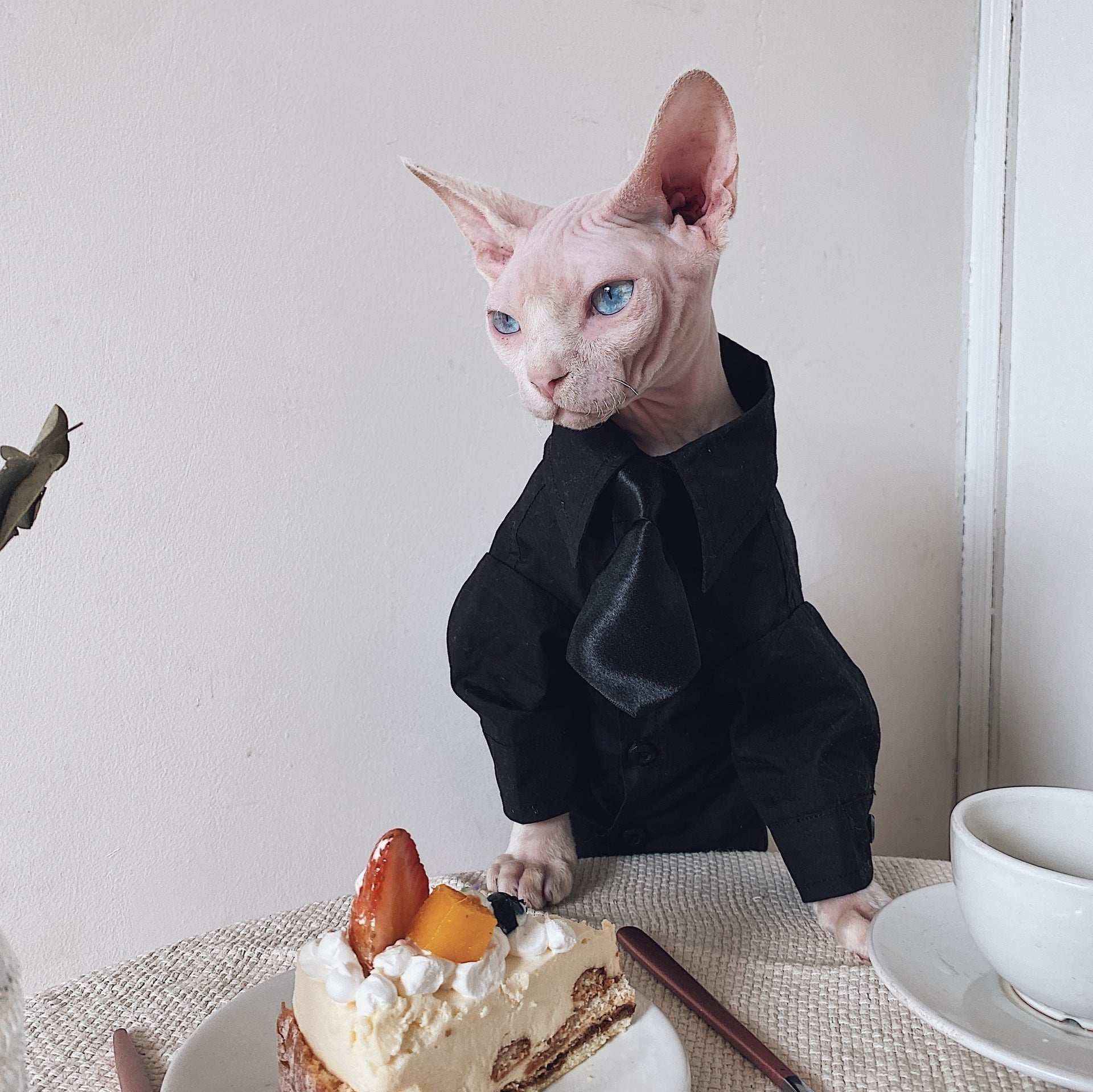 Vestito Elegante per Gatti Sphynx | Completo Giacca e Cravatta | Dogmoda