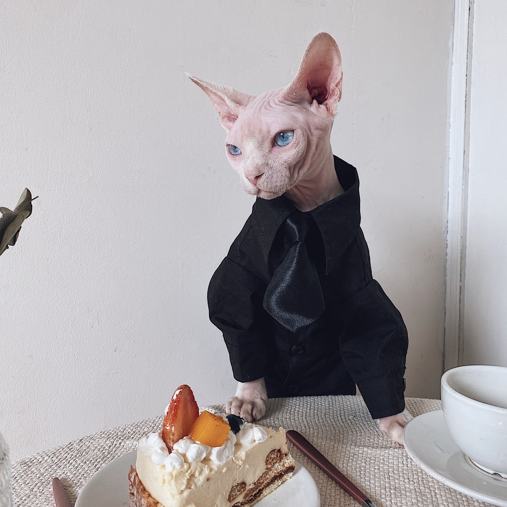 Vestito Elegante per Gatti Sphynx | Completo Giacca e Cravatta | Dogmoda
