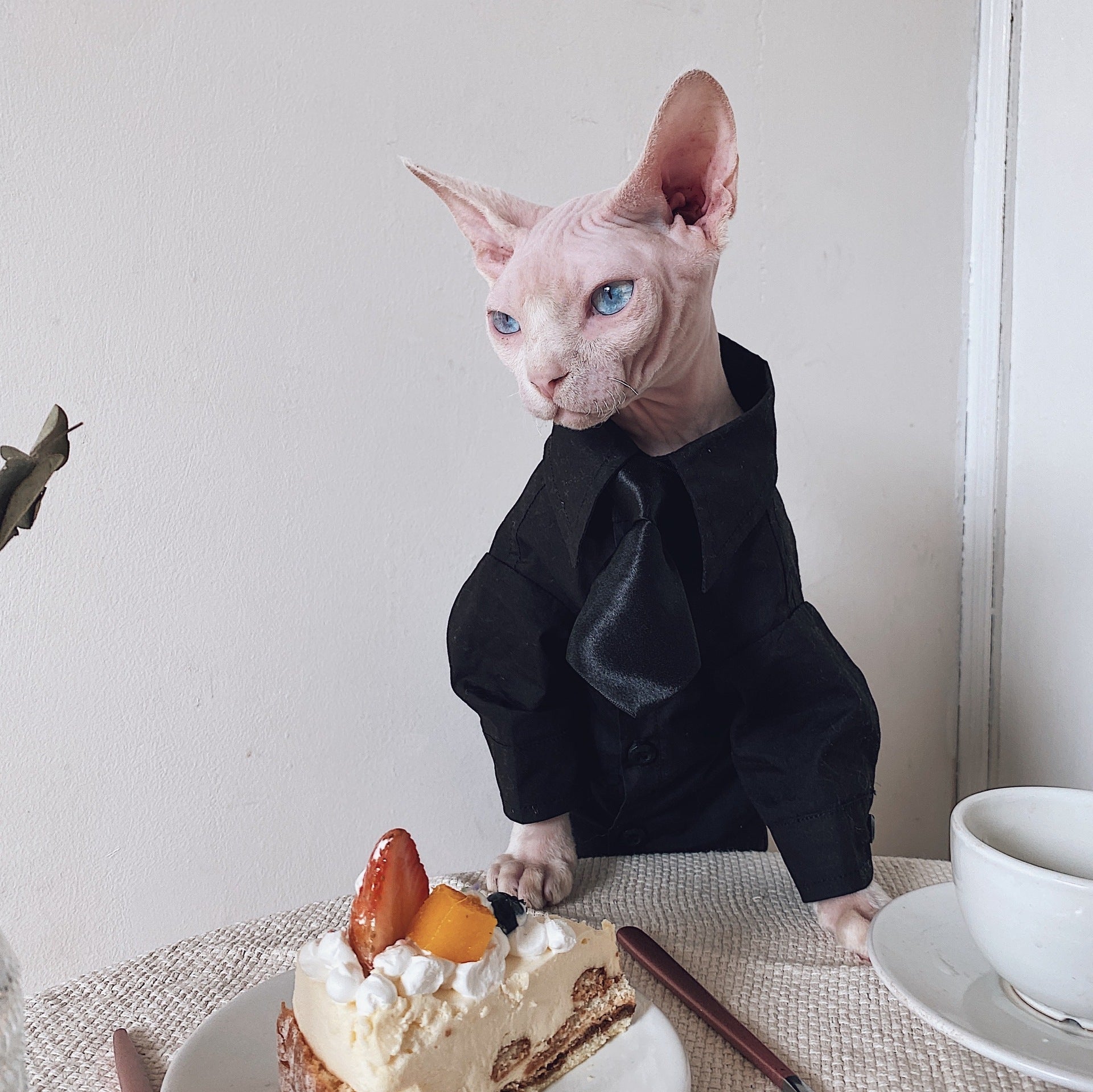 Vestito Elegante per Gatti Sphynx | Completo Giacca e Cravatta | Dogmoda