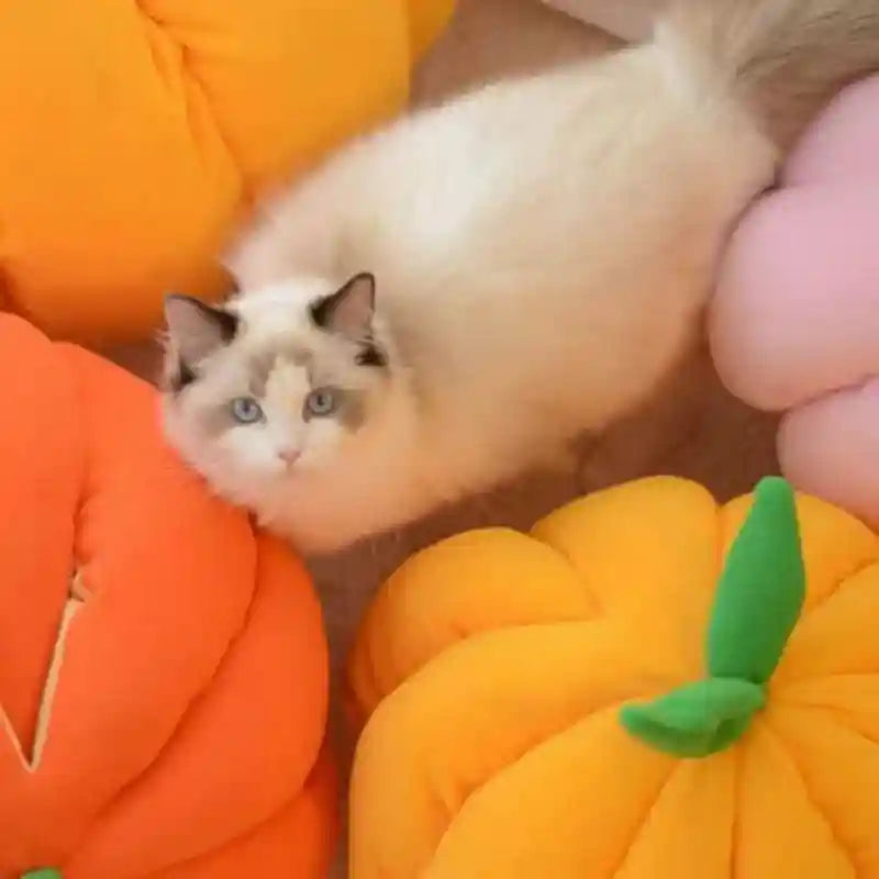 Pumpkin Cave Cat House - Warm and Enclosed