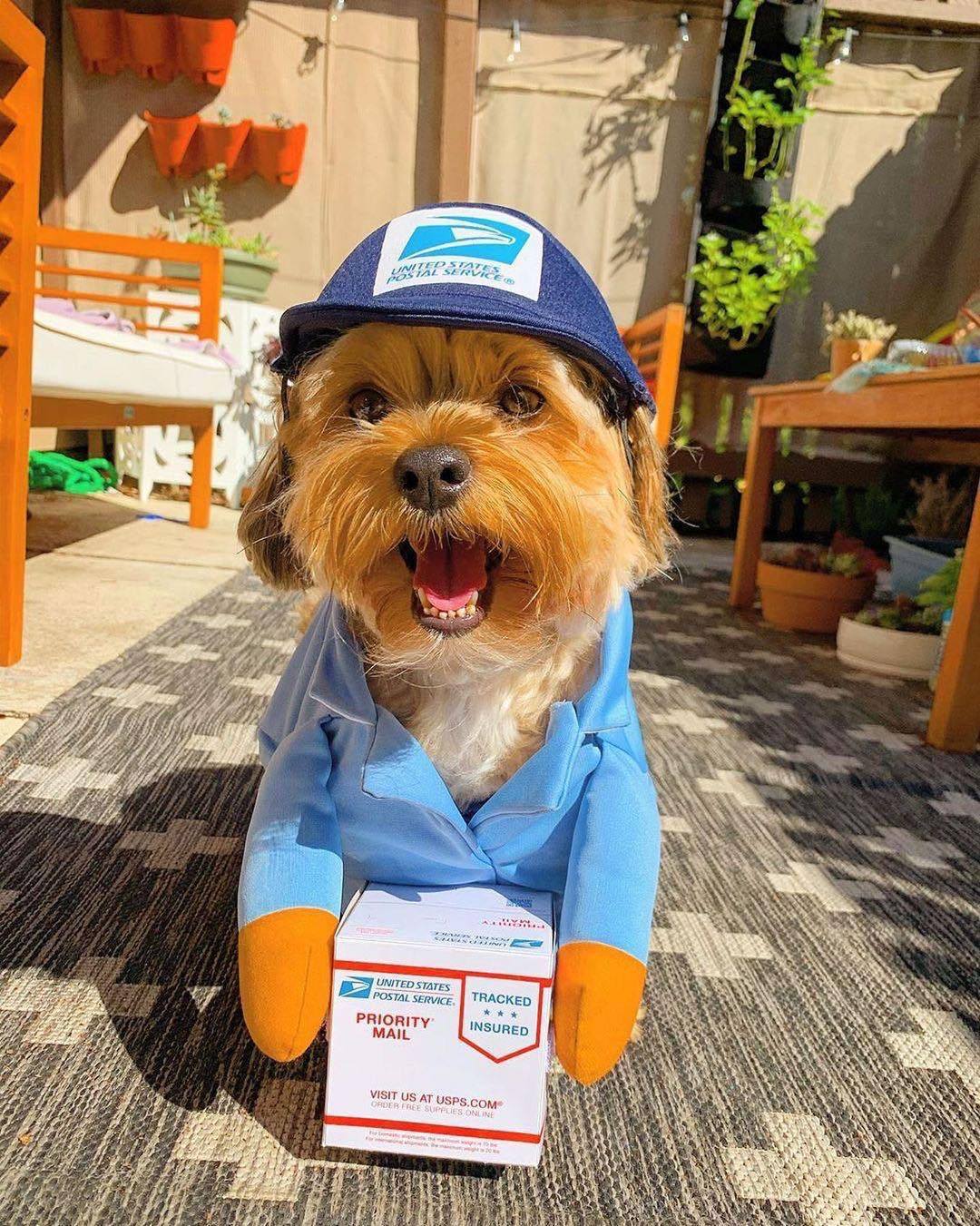 UPS Courier Dog Costume - Fun, Comfortable and Perfect for Any Occasion!